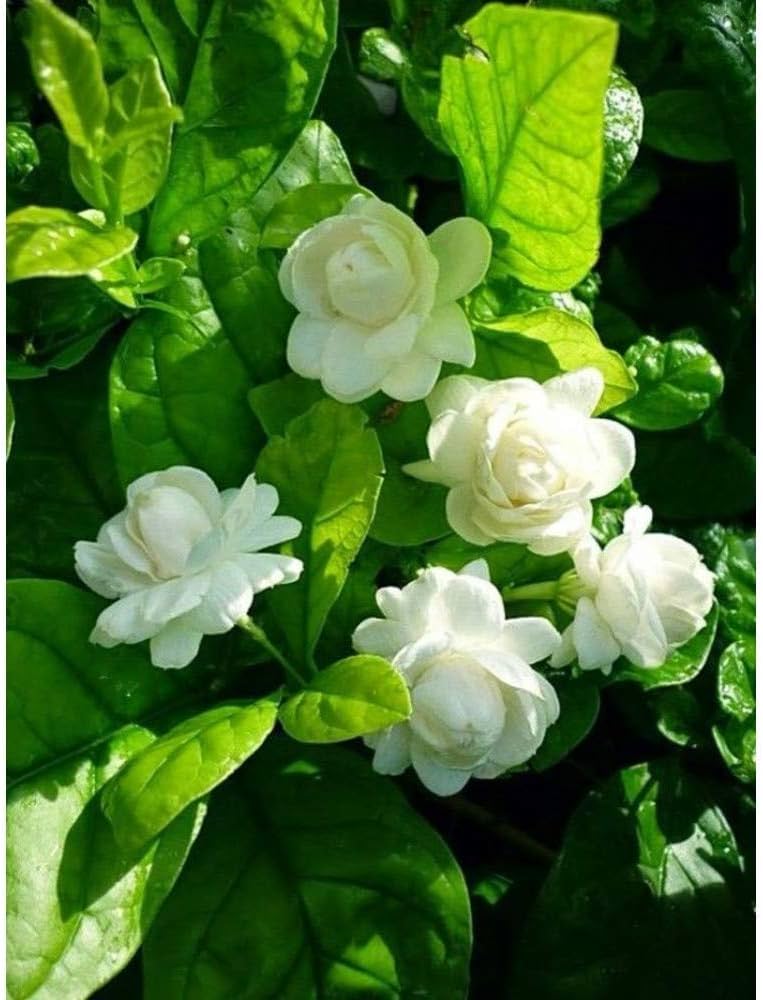 Bees Plant Hub Jasmine Multi Petal Highly Fragrant All Time Flowering Rare Live Plant