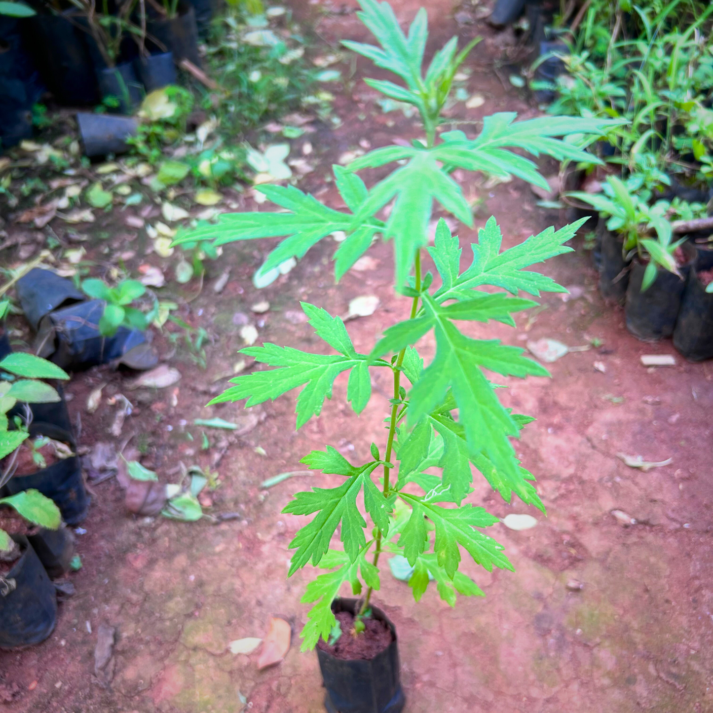 Kasthuri Tulsi Medicinal Live Plant