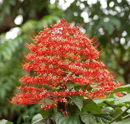 Bees Plant Hub Krishnakireedam (Clerodendrum paniculatum) Flowering Live Plant