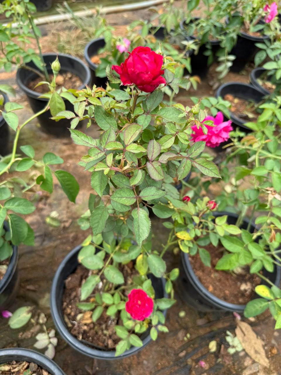 Leonardo da vinci (DA Rose) Fragrant Rose Live Plant