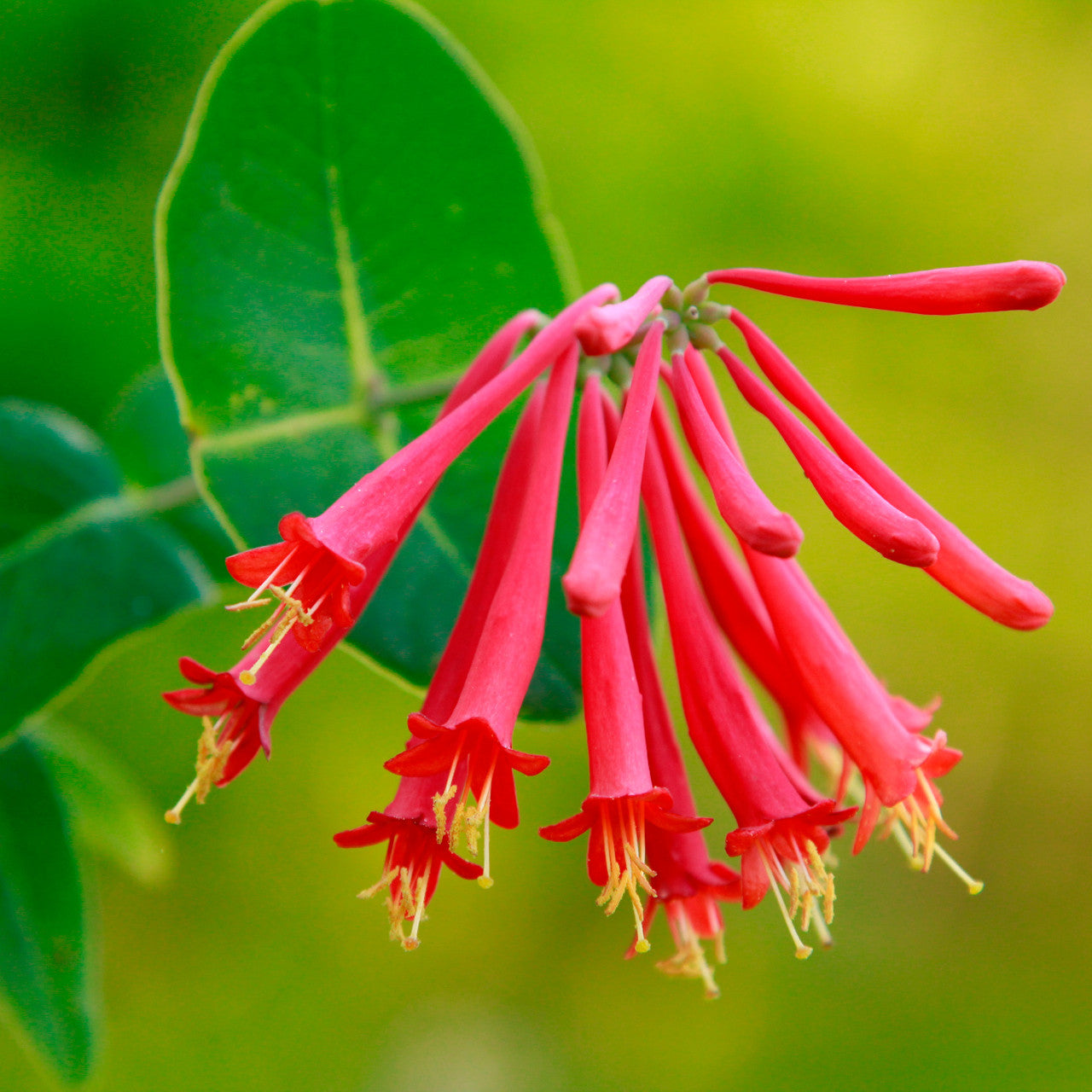 Honeysuckle Red Flowering Live Plant