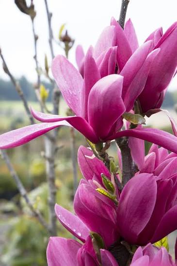 Bees Plant Hub Magnolia grandiflora Maroon (Bull Bay) Rare Flowering Live Plant