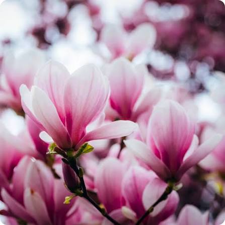 Bees Plant Hub Magnolia grandiflora Pink (Bull Bay) Rare Flowering Live Plant