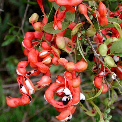 Bees Plant Hub Manila Tamarind / Madras thorn (Pithecellobium dulce) Live Plant