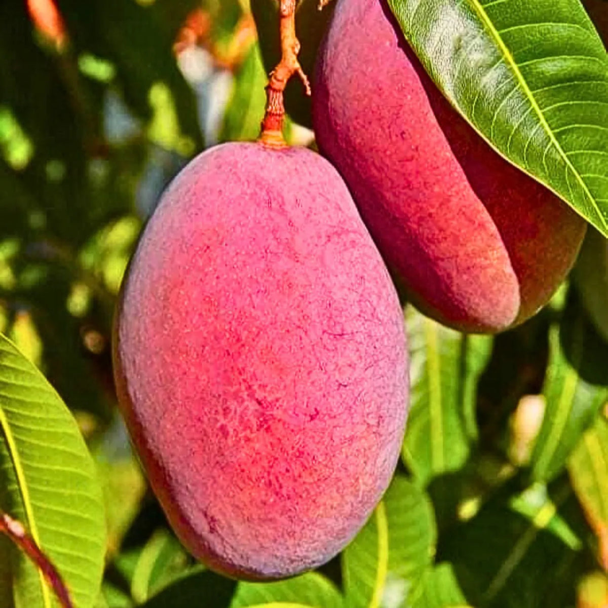 Bees Plant Hub Japanese Miyazaki Mango Grafted Live Plant