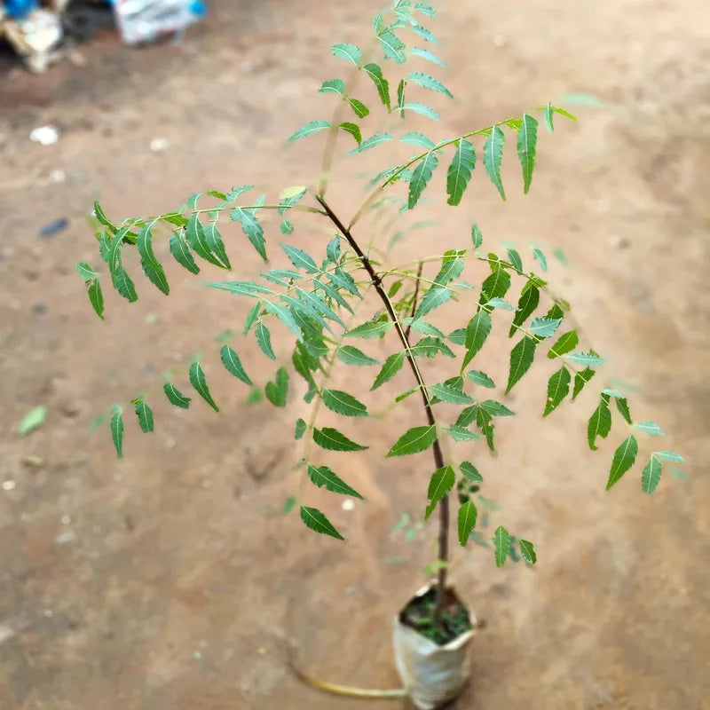 Bees Plant Hub Neem (Margosa) Live Plant