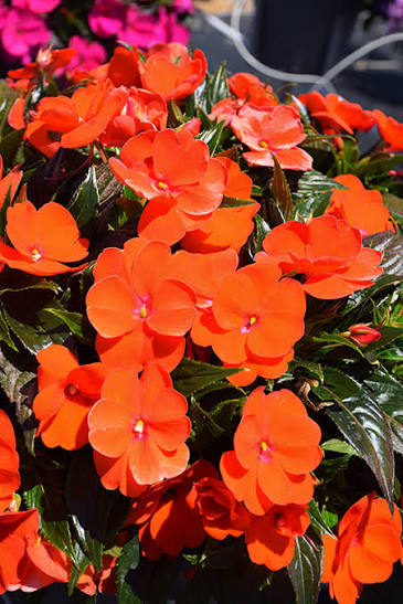 Bees Plant Hub New Guinea Orange (Impatiens hawkeri) Rare All Time Flowering Live Plant