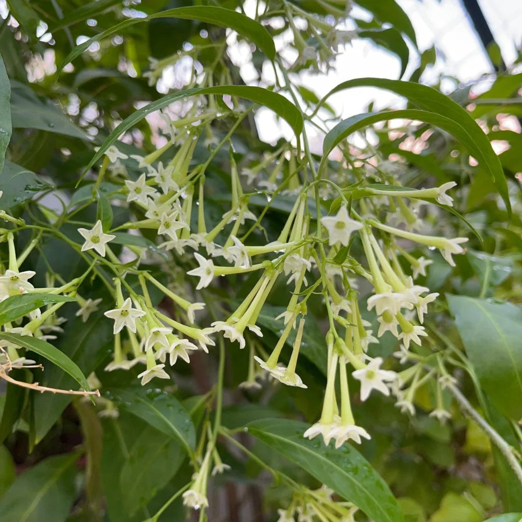 Bees Plant Hub Night Blooming Jasmine White (Cestrum nocturnum) Flowering Live Plant