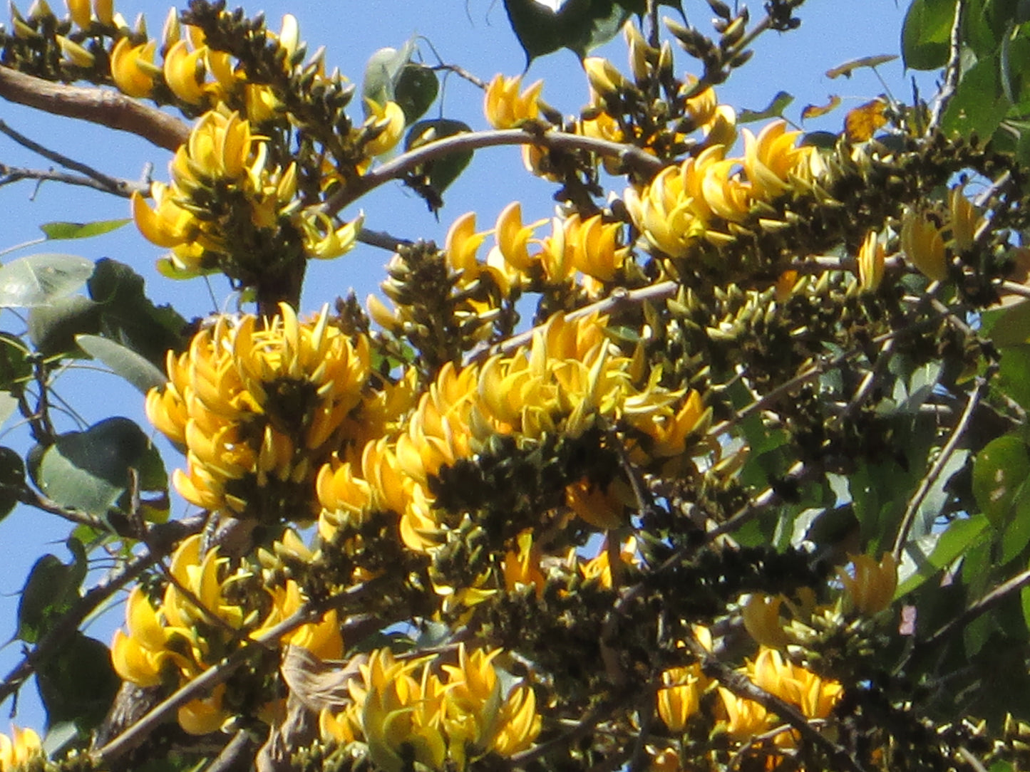 Yellow Palash & Red Palash Combo All Time Flowering Layered Live Plants