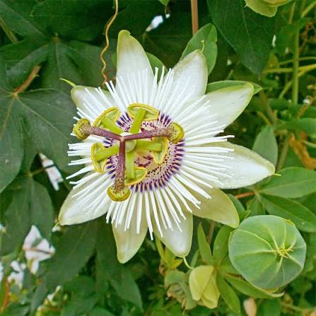 Bees Plant Hub Passiflora Caerulea (Krishna Kamal) White Flowering Live Plant