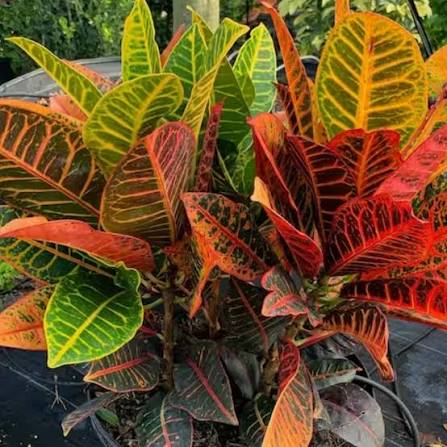 Bees Plant Hub Petra Croton (Codiaeum variegatum) Indoor / Outdoor Live Plant