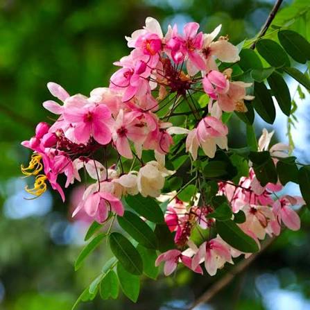 Bees Plant Hub Pink Shower / Apple Blossom (Cassia javanica) Rare Flowering Live Plant