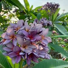 Bees Plant Hub Plumeria Blue (Frangipani) All Time Flowering Live Plant