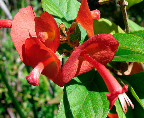 Bees Plant Hub Red Chinese Hat (Holmskioldia Sanguinea) Flowering Live Plant
