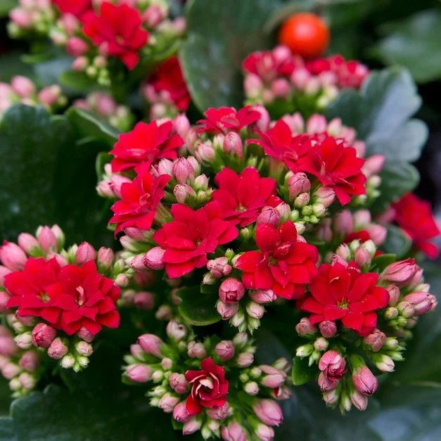 Bees Plant Hub Red Kalanchoe (Blossfeldiana) All Time Flowering Live Plant