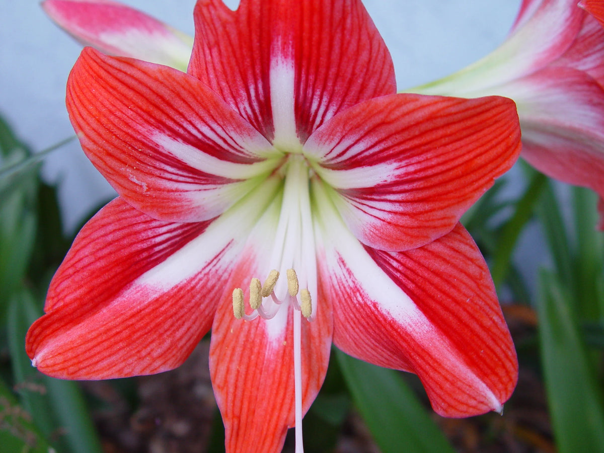 Bees Plant Hub Red Lilly (Amaryllis) Flowering Live Plant