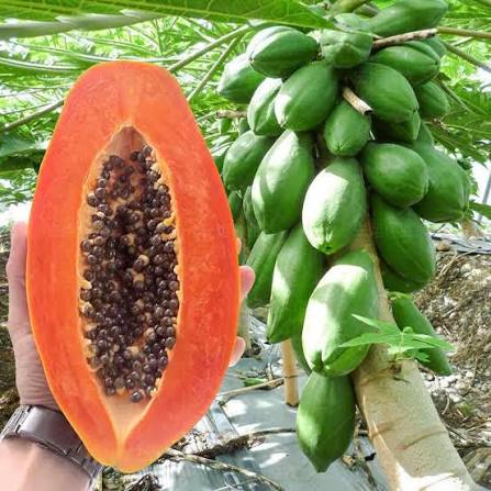 Bees Plant Hub Red Lady Papaya Dwarf Fruit Live Plant