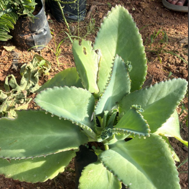 Mother of Thousands Indoor / Outdoor Live Plant