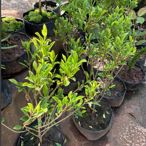 Bees Plant Hub Ficus Microcarpa Live Bonsai Plant