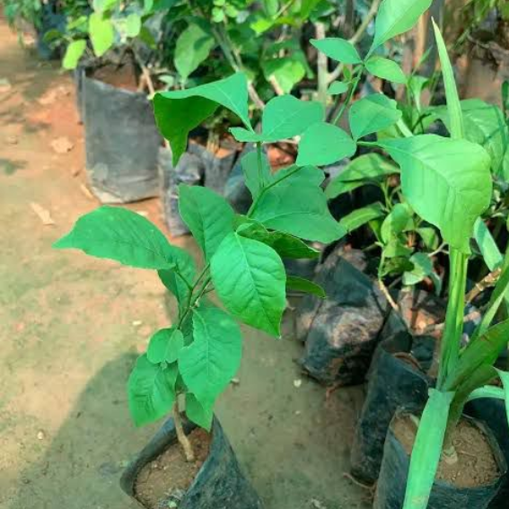 3 leaves (Trifoliate) Vilvam/ Bilva (Aegle marmelos) Live Plant