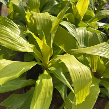 Dracaena ‘Limelight’ Indoor/ Out door Live Plant