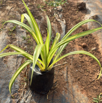 Variegated Pandanus Indoor / Outdoor Live Plant