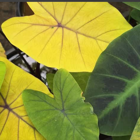 Colocasia Canary Live Plant