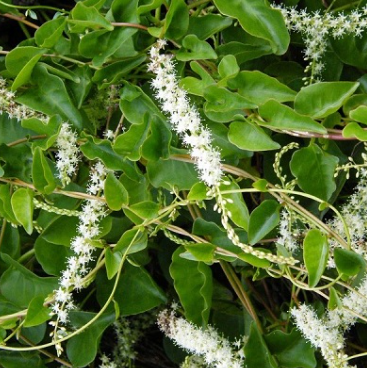 Madeira Vine Rare Flowering Live Plant
