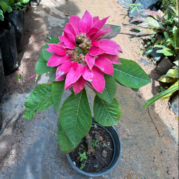 Poinsettia Pink (Euphorbia pulcherrima) Rare Flowering live Plant