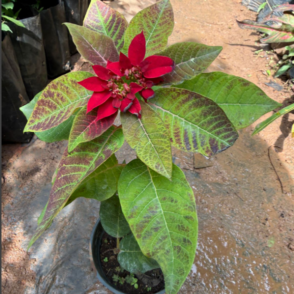 Poinsettia Red (Euphorbia pulcherrima) Rare Flowering live Plant
