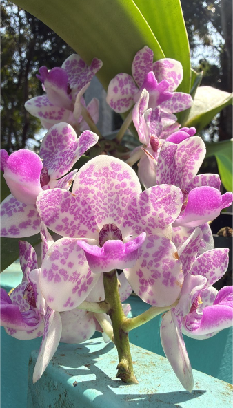 White with Purple Spotted Foxtail Orchid Highly Fragrant Rare Orchid Plant
