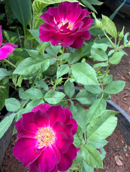 Purple Paneer Rose – Rare, Fragrant Rose Live plant.