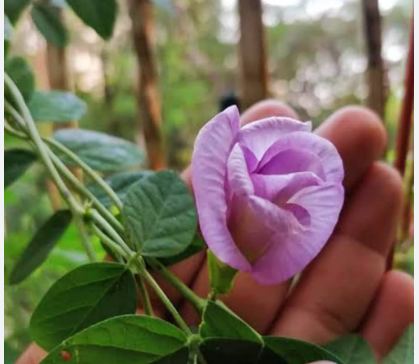 Pink Butterfly Pea Vine Multi Petal Seeds