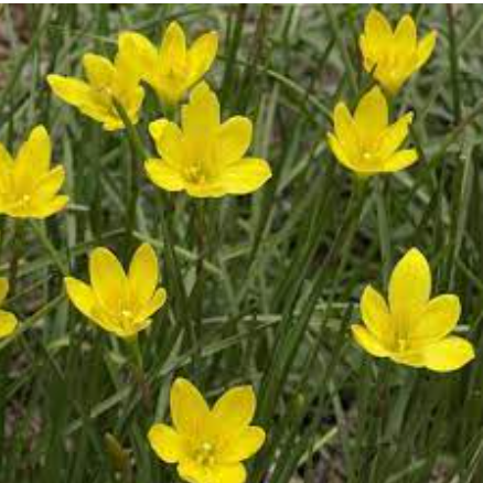 Yellow rain Lilly All Time Flowering Live Plant