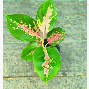 Aglaonema Red Charm Rooted indoor live plant