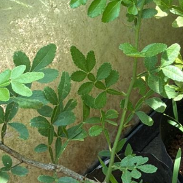 9 leaves Maha Vilvam/ Bilva (Aegle marmelos) Live Plant