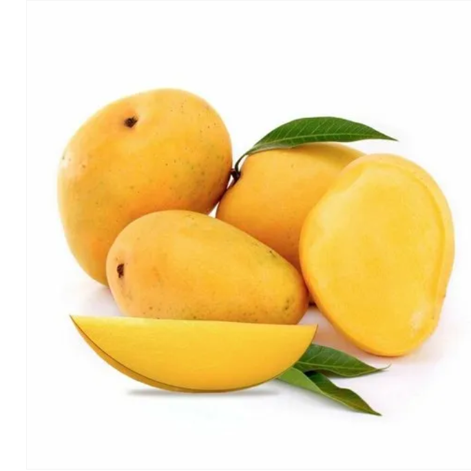 Banganapalli (Benishan) Mango Bonsai Tree Live Plant