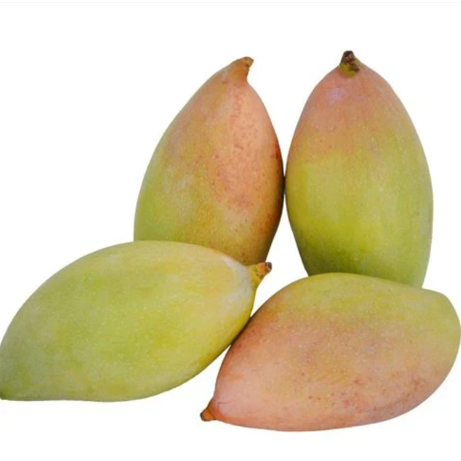 Kilichundan Mango Mango Bonsai Tree Live Plant