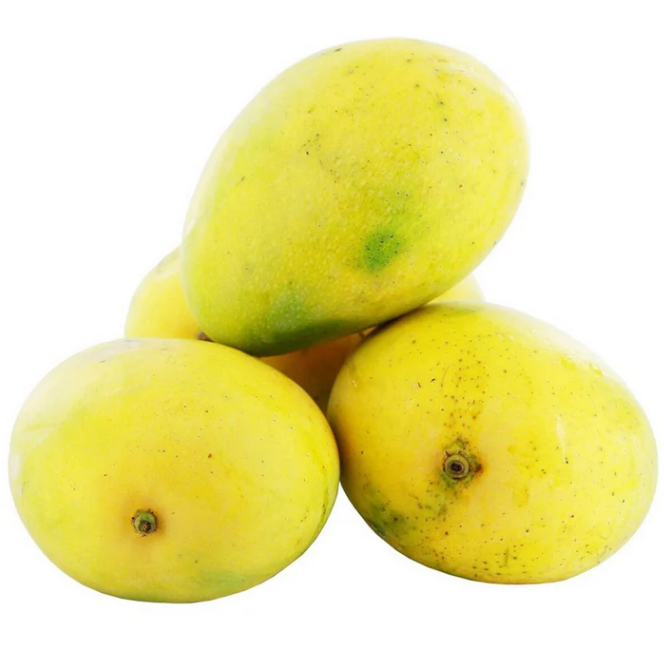 Malgova Mango Bonsai Tree Live Plant