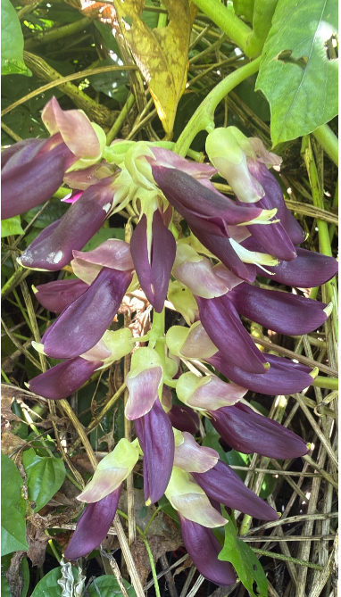 Purple Jade Vine Rare Flowering (Mucuna Pruriens) Layered Live Plant