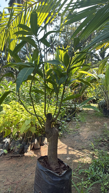 Thailand Mango Bonsai Tree Live Plant