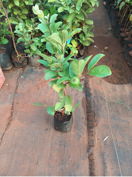 Thai 7 Guava Grafted Live Plant (Psidium guajava)