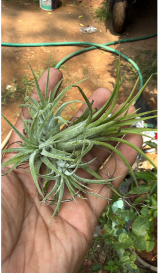 Tillandsia Ionantha Red Blooming Size (Air Plant)