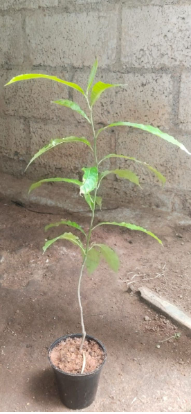Rudraksh Layered Live Plant
