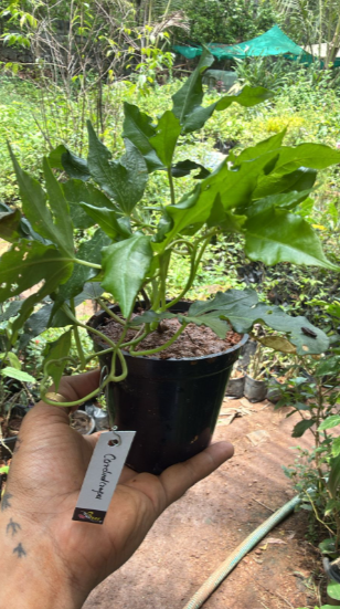 Cardinal Creeper (Ipomoea Horsfalliae) Grafted Live Plant