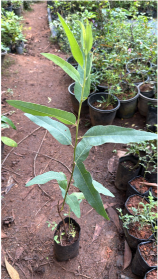 Eucalyptus Plant Medicinal Live Plant