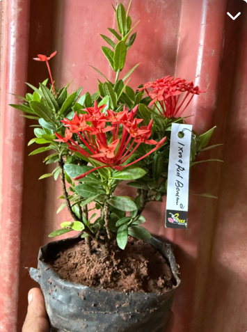 Ixora Red Bonsai Live Plant