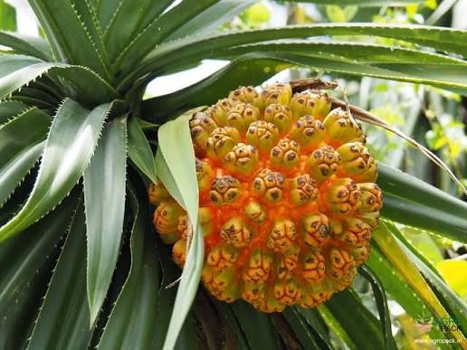 Bees Plant Hub Screw-Pine (kewda) Medicinal Live Plant
