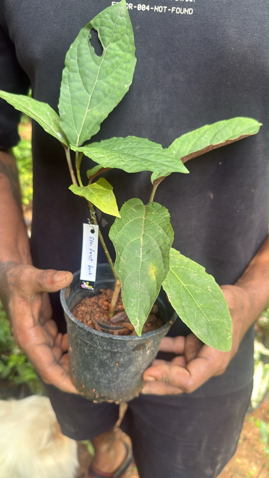 Bees Plant Hub Starburst Bush (Clerodendrum quadriloculare) Rare Flowering Live Plant