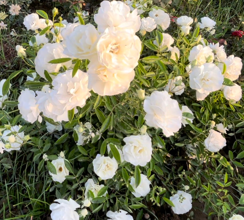 Bees Plant Hub Summer Snow Rose Grafted Live Plant